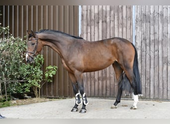 Cheval de sport allemand, Jument, 5 Ans, 162 cm, Bai