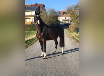 Cheval de sport allemand, Jument, 5 Ans, 162 cm, Bai