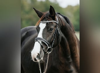 Cheval de sport allemand, Jument, 5 Ans, 162 cm, Noir