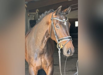 Cheval de sport allemand, Jument, 5 Ans, 163 cm, Bai brun