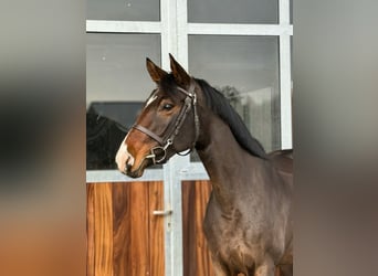 Cheval de sport allemand, Jument, 5 Ans, 163 cm, Bai brun