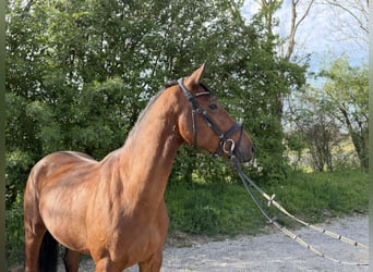 Cheval de sport allemand, Jument, 5 Ans, 163 cm, Bai