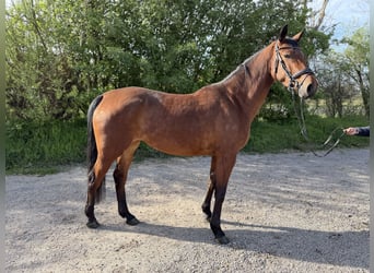 Cheval de sport allemand, Jument, 5 Ans, 163 cm, Bai