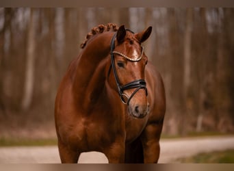 Cheval de sport allemand, Jument, 5 Ans, 164 cm, Alezan brûlé