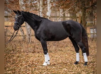 Cheval de sport allemand, Jument, 5 Ans, 164 cm, Noir