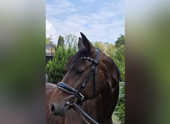 Cheval de sport allemand, Jument, 5 Ans, 165 cm, Bai brun