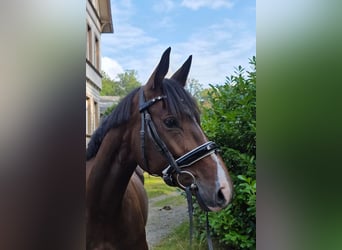 Cheval de sport allemand, Jument, 5 Ans, 165 cm, Bai brun