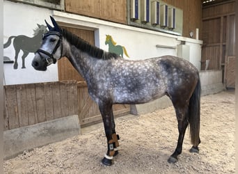 Cheval de sport allemand, Jument, 5 Ans, 165 cm, Gris pommelé