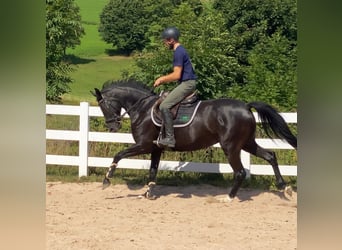 Cheval de sport allemand, Jument, 5 Ans, 165 cm, Noir