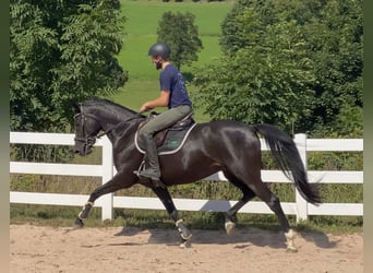 Cheval de sport allemand, Jument, 5 Ans, 165 cm, Noir