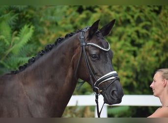 Cheval de sport allemand, Jument, 5 Ans, 165 cm, Noir