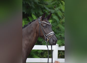 Cheval de sport allemand, Jument, 5 Ans, 165 cm, Noir