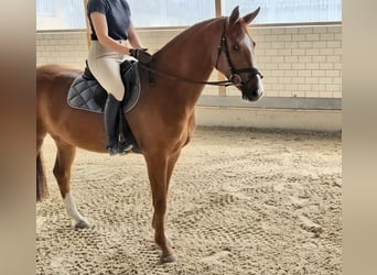 Cheval de sport allemand, Jument, 5 Ans, 166 cm, Alezan