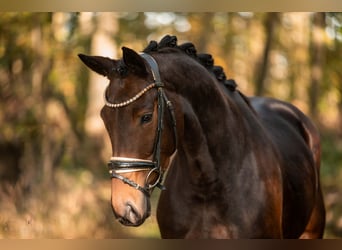 Cheval de sport allemand, Jument, 5 Ans, 166 cm, Bai brun