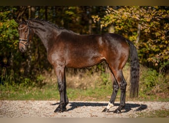 Cheval de sport allemand, Jument, 5 Ans, 166 cm, Bai brun