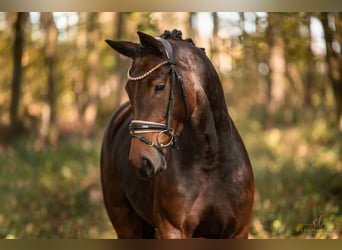 Cheval de sport allemand, Jument, 5 Ans, 166 cm, Bai brun