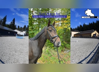 Cheval de sport allemand, Jument, 5 Ans, 166 cm, Bai brun