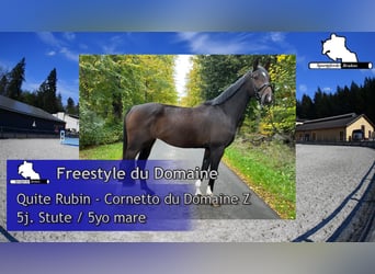 Cheval de sport allemand, Jument, 5 Ans, 166 cm, Bai brun