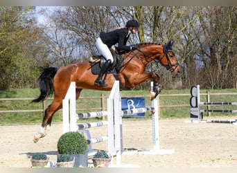 Cheval de sport allemand, Jument, 5 Ans, 166 cm, Bai