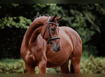 Cheval de sport allemand, Jument, 5 Ans, 166 cm, Bai