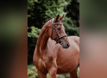 Cheval de sport allemand, Jument, 5 Ans, 166 cm, Bai