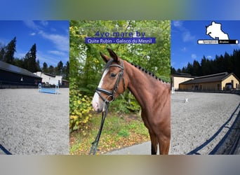 Cheval de sport allemand, Jument, 5 Ans, 166 cm, Bai