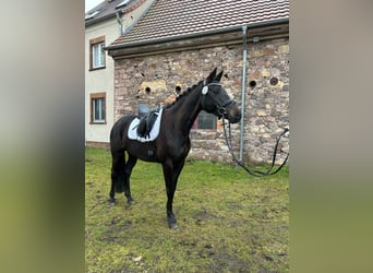 Cheval de sport allemand, Jument, 5 Ans, 166 cm, Noir
