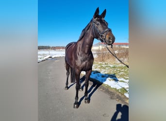 Cheval de sport allemand, Jument, 5 Ans, 166 cm, Noir