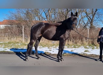 Cheval de sport allemand, Jument, 5 Ans, 166 cm, Noir