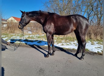 Cheval de sport allemand, Jument, 5 Ans, 166 cm, Noir