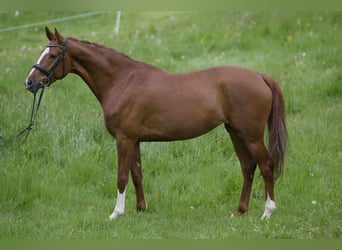 Cheval de sport allemand, Jument, 5 Ans, 167 cm, Alezan