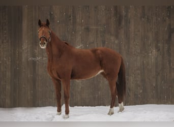 Cheval de sport allemand, Jument, 5 Ans, 167 cm, Alezan