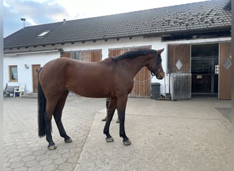 Cheval de sport allemand, Jument, 5 Ans, 167 cm, Bai