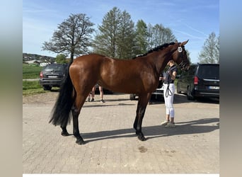 Cheval de sport allemand, Jument, 5 Ans, 167 cm, Bai