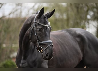 Cheval de sport allemand, Jument, 5 Ans, 167 cm, Noir