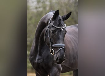Cheval de sport allemand, Jument, 5 Ans, 167 cm, Noir