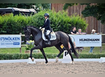 Cheval de sport allemand, Jument, 5 Ans, 167 cm, Noir