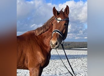 Cheval de sport allemand, Jument, 5 Ans, 168 cm, Alezan