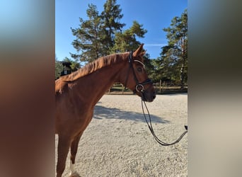 Cheval de sport allemand, Jument, 5 Ans, 168 cm, Alezan
