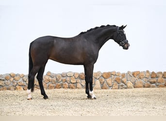 Cheval de sport allemand, Jument, 5 Ans, 168 cm, Bai brun