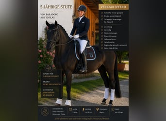 Cheval de sport allemand, Jument, 5 Ans, 168 cm, Bai brun
