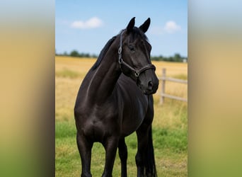 Cheval de sport allemand, Jument, 5 Ans, 168 cm, Bai brun
