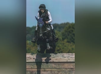 Cheval de sport allemand, Jument, 5 Ans, 168 cm, Bai brun foncé