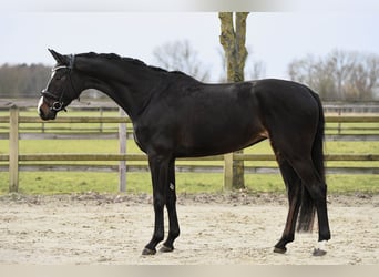 Cheval de sport allemand, Jument, 5 Ans, 168 cm, Bai brun foncé