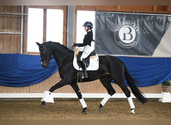 Cheval de sport allemand, Jument, 5 Ans, 168 cm, Bai brun foncé