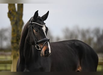 Cheval de sport allemand, Jument, 5 Ans, 168 cm, Bai brun foncé