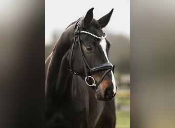 Cheval de sport allemand, Jument, 5 Ans, 168 cm, Bai brun foncé