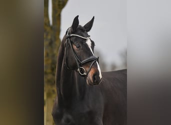 Cheval de sport allemand, Jument, 5 Ans, 168 cm, Bai brun foncé