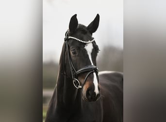 Cheval de sport allemand, Jument, 5 Ans, 168 cm, Bai brun foncé