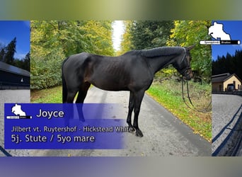 Cheval de sport allemand, Jument, 5 Ans, 168 cm, Bai brun